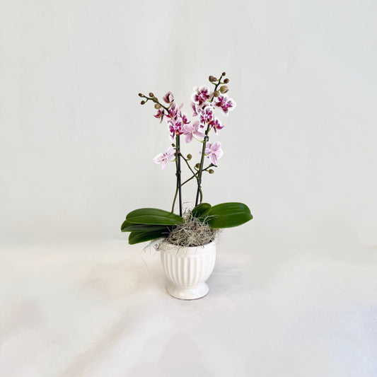 Mini Orchid - White and Fuchsia Variegated