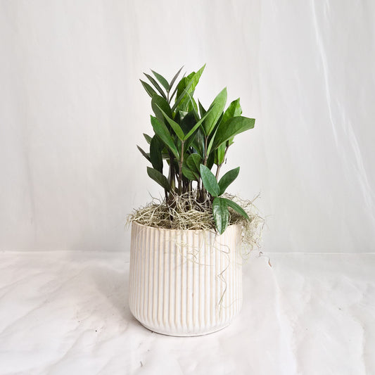 ZZ Plant in Cream Ribbed Pot