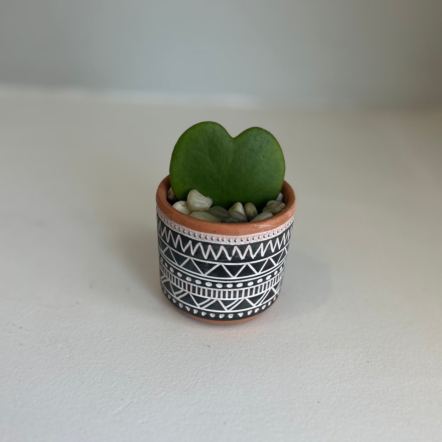 Zigzag Pot Hoya