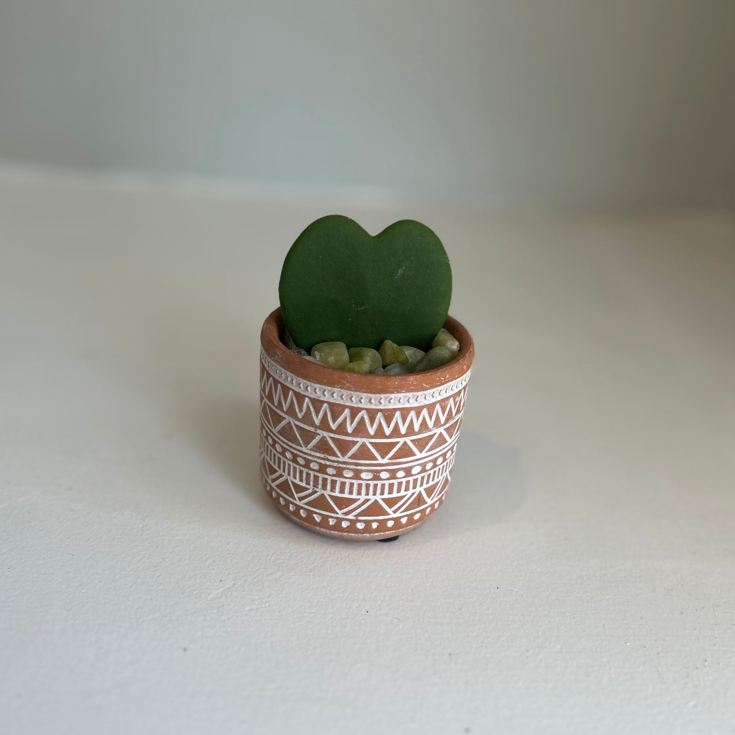 Zigzag Pot Hoya