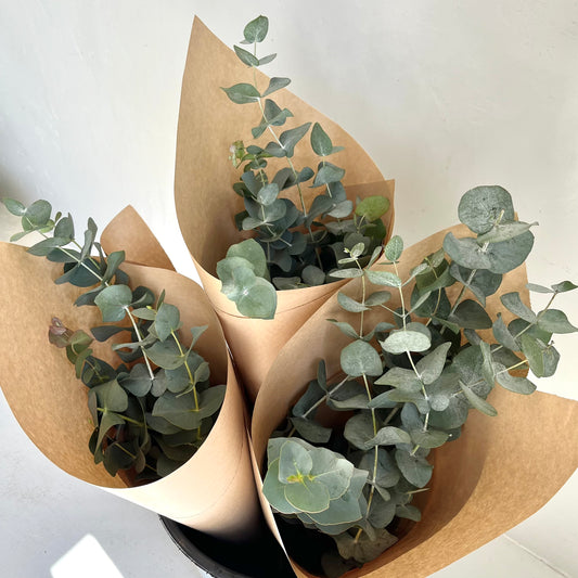 Eucalyptus Bunch
